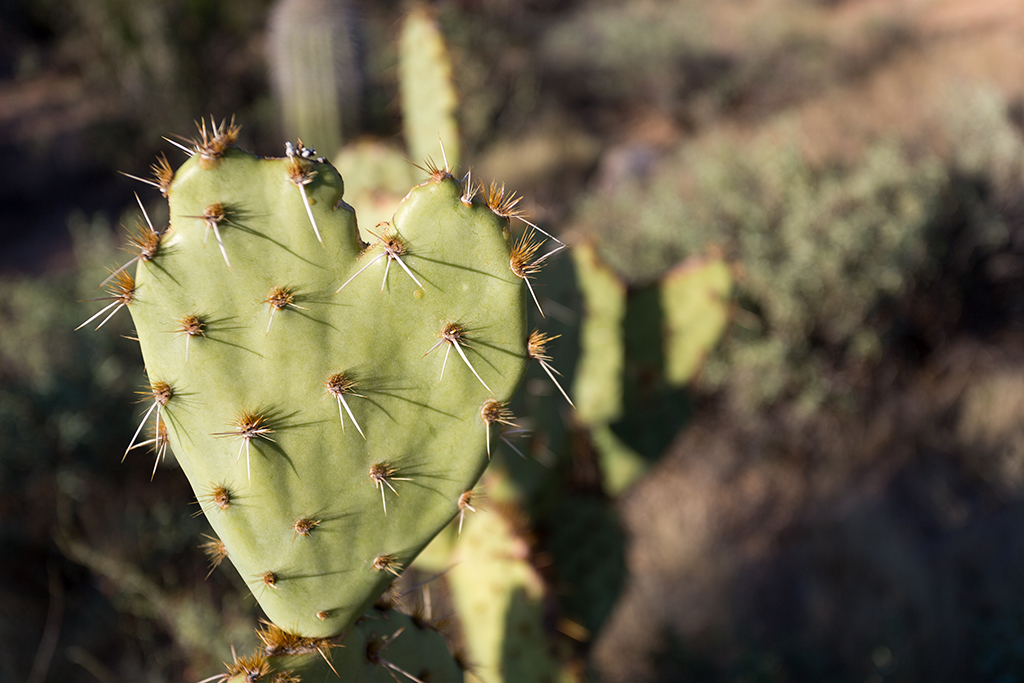 10-20 - 10.jpg - Saguaro National Park, West Part